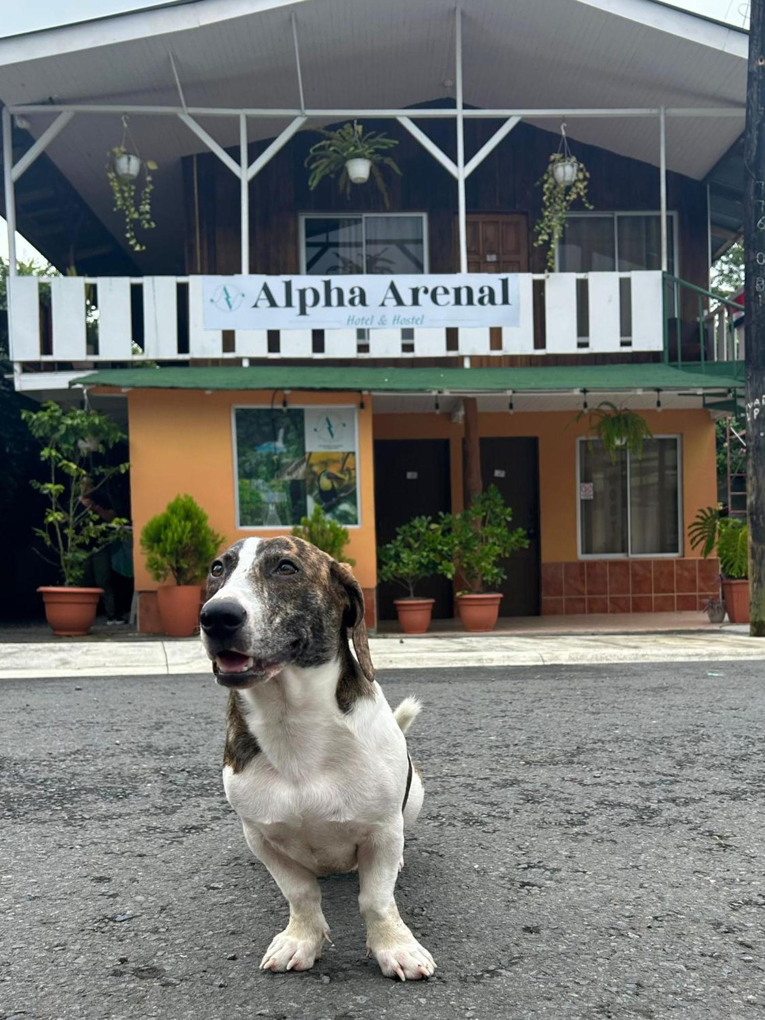 Alpha Arenal Hostel La Fortuna Zewnętrze zdjęcie